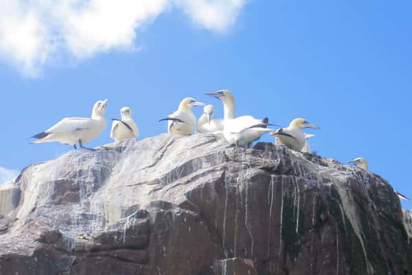 Gannet Colony off the Kerry Coast