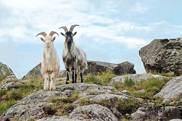 Wild Goats in Kerry