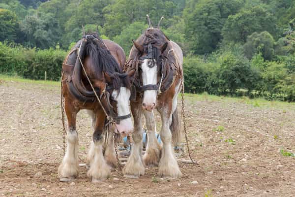 Horses on the Muckross Traditional Farm