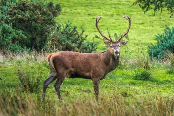 Red Deer in Killarney National Park
