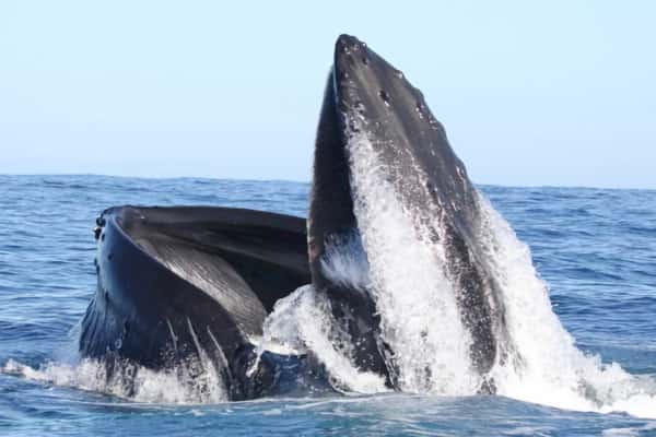 Humpback Whales off the Kerry Coast