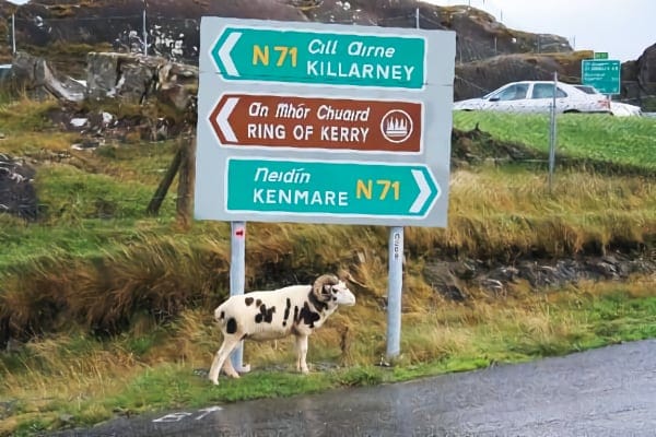 Wild Goats of Kerry